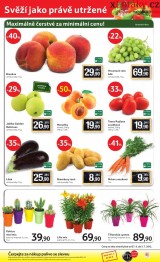 Tesco letk, strana 24 