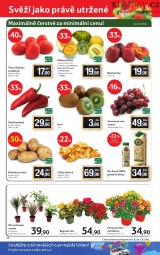 Tesco letk, strana 12 